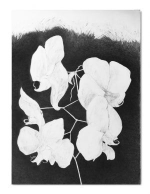 Marinou Elena 10 - Background with Orchid Flowers